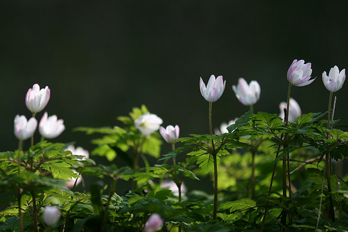 �L�N�U�L�C�`�Q�i�e���؁j#02