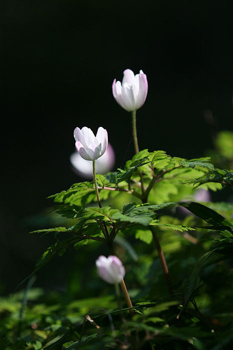 �L�N�U�L�C�`�Q�i�e���؁j#03